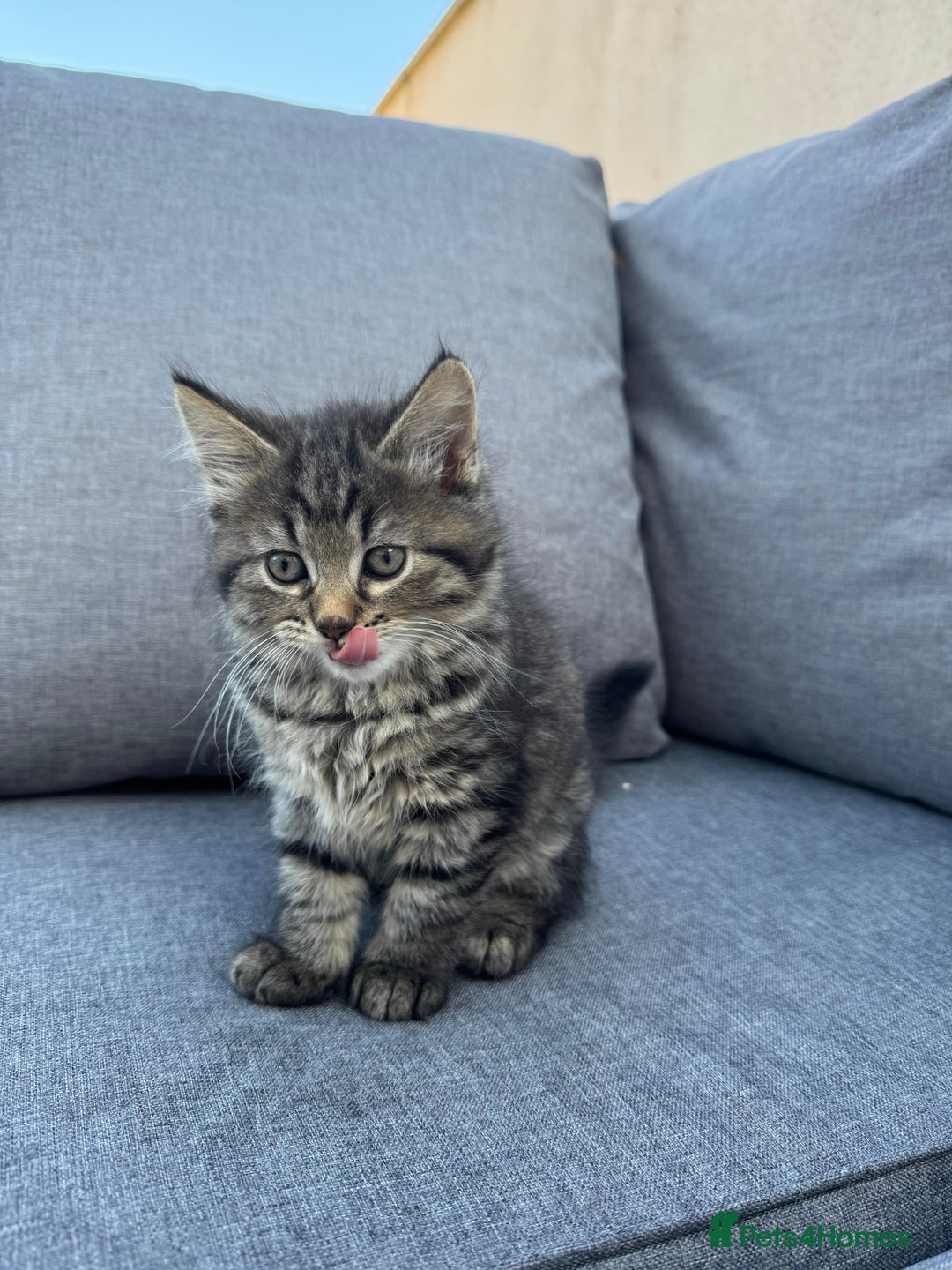 Mixed Breed cats for sale: Kittens ready for their forever home  - Image 1