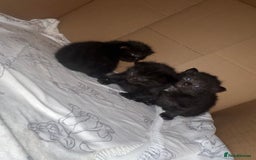 Siamese cats for sale: 3x Beautiful Siamese crossed tabby kittens  - Image 10