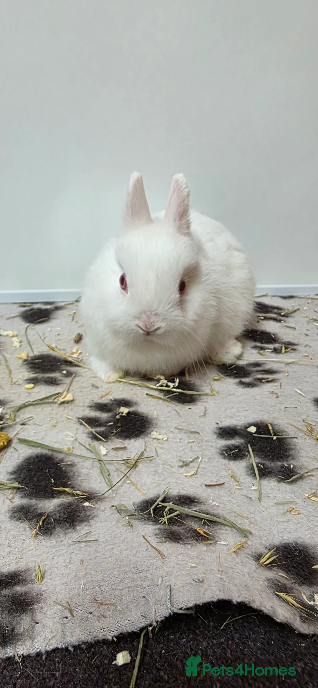 Netherland Dwarf rabbits for sale: Netherland dwarf bunnies available  - Advert 3