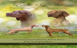 Hungarian Vizsla dogs for sale: Gorgeous Vizsla puppies - Image 2