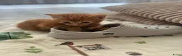 Maine Coon cats for sale: Mainecoon Kittens  - Advert 12
