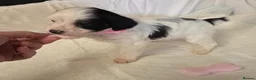 Chinese Crested dogs for sale: Pure Chinese Crested Puppies - Advert 27