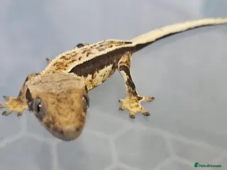Gecko reptiles 🔥🔥❤️ Crested Geckos ❤️🔥🔥 - Advert 13