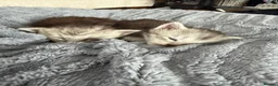Maine Coon cats for sale: Beautiful pedigree Mainecoon kittens - Advert 3
