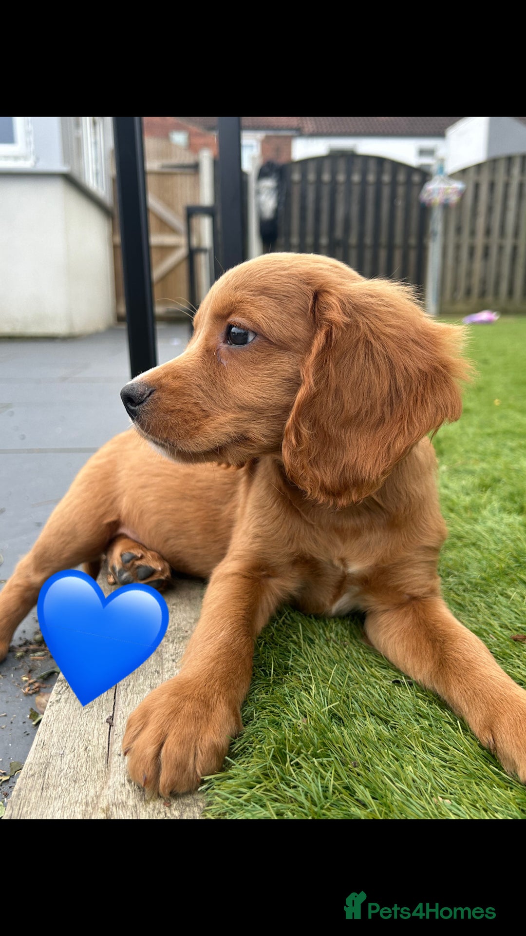 Cockapoo dogs for sale: 💙 7 stunning cockapoo puppies for sale 🩷 - Image 2