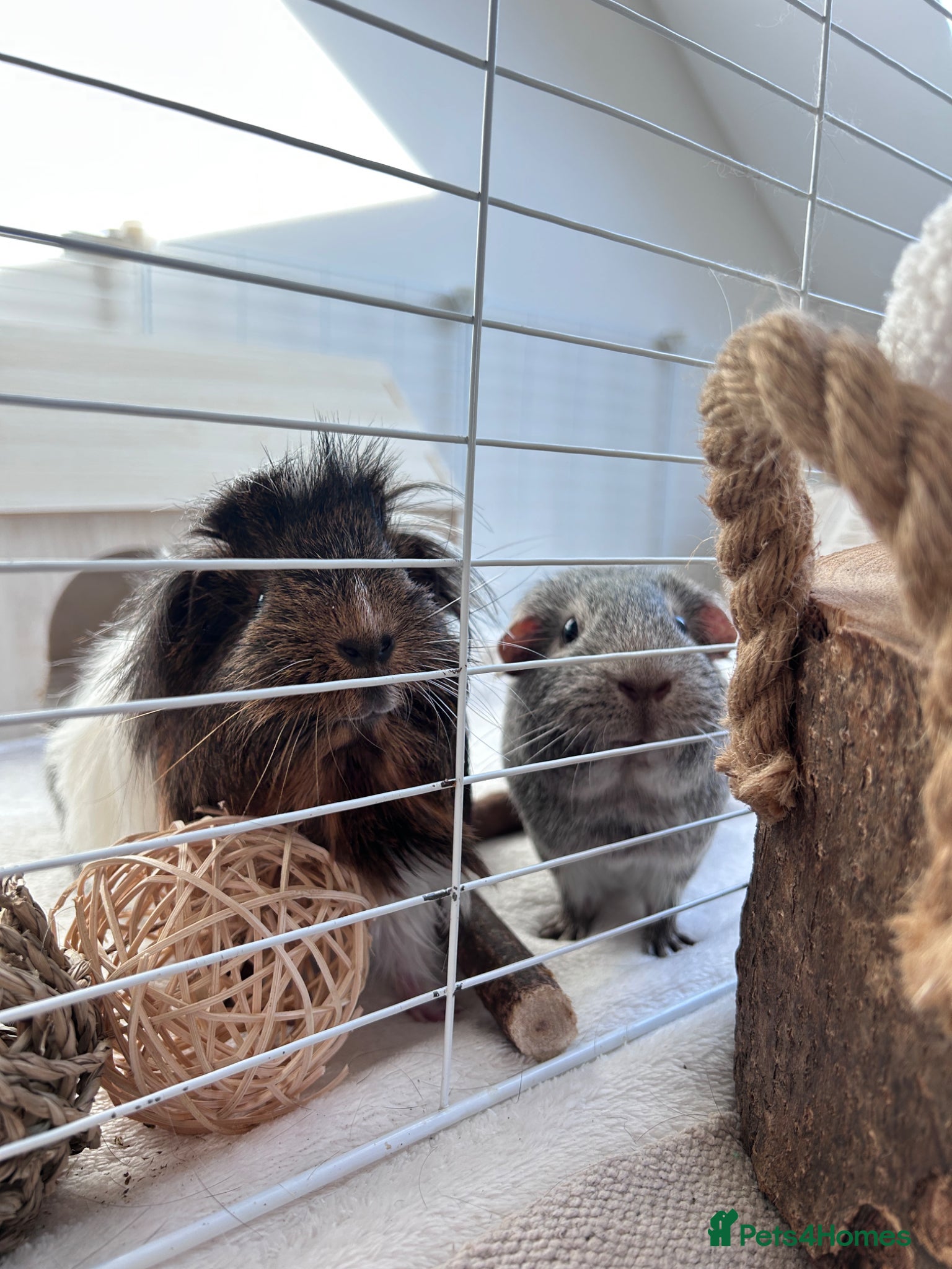Guinea Pig rodents 2 Female BONDED Guinea Pigs  - Advert 2