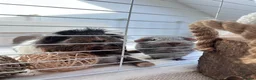 Guinea Pig rodents for sale: 2 Female BONDED Guinea Pigs  - Advert 1
