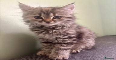 Siberian cats - Advert 1