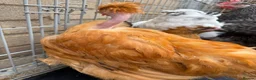 Chickens poultry for sale: 5 chickens jersey giant and one naked neck  - Advert 2