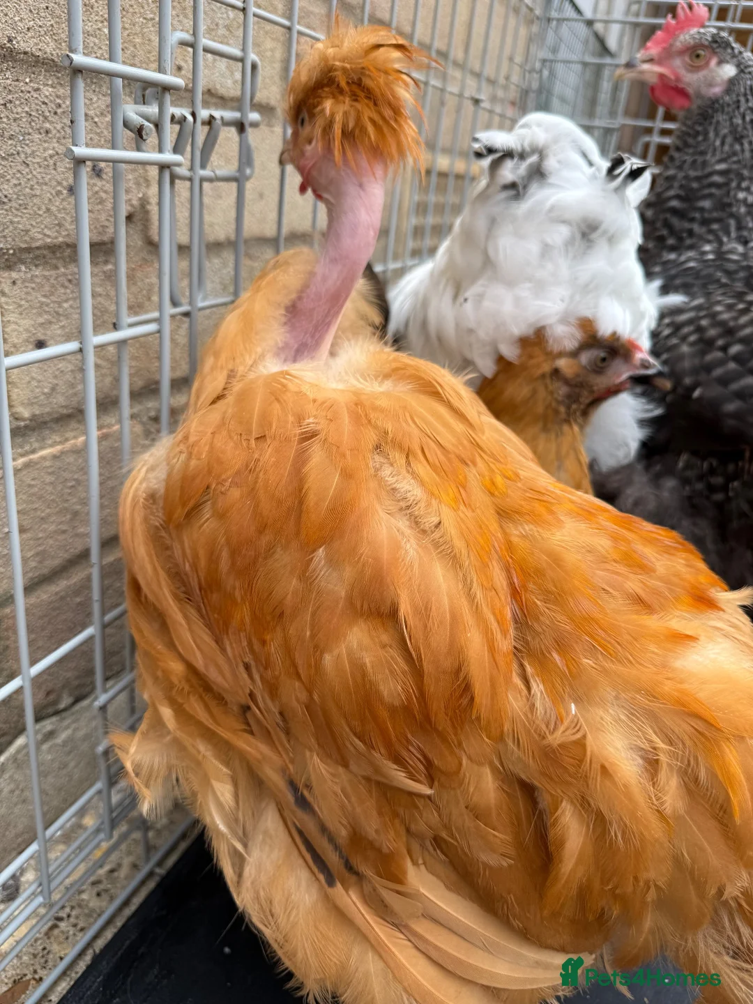 Chickens poultry for sale: 5 chickens jersey giant and one naked neck  - Advert 2