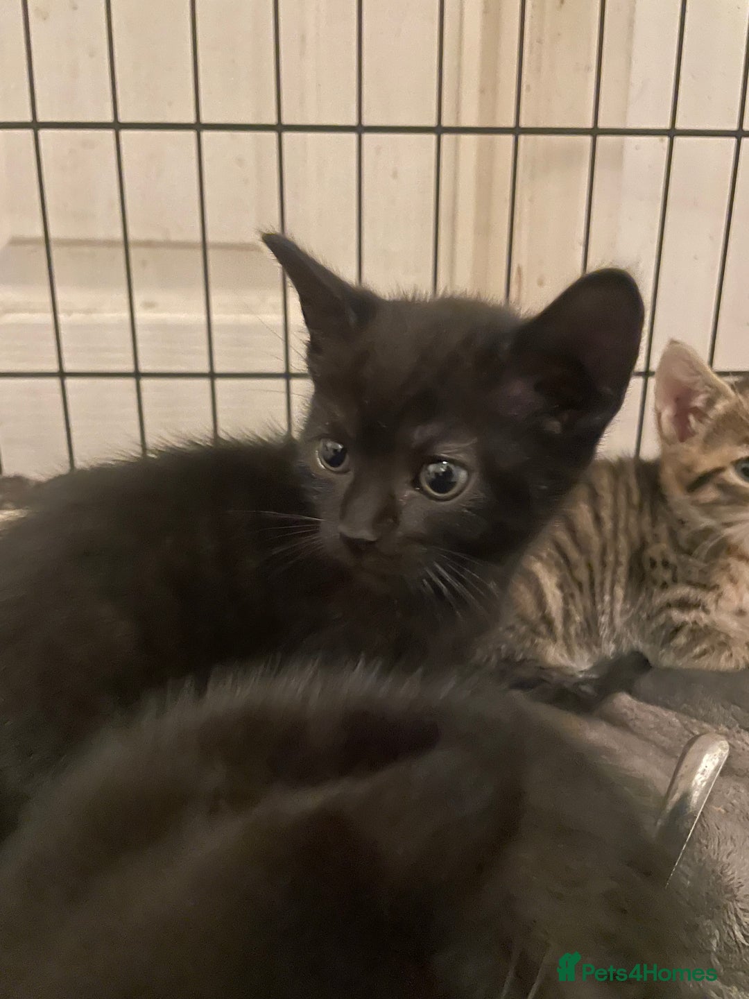 Domestic Shorthair cats for sale: Mixed colour kittens  - Image 5