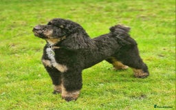 Miniature Poodle dogs for stud: KC Registered Miniature Poodle in Wrexham - Image 1