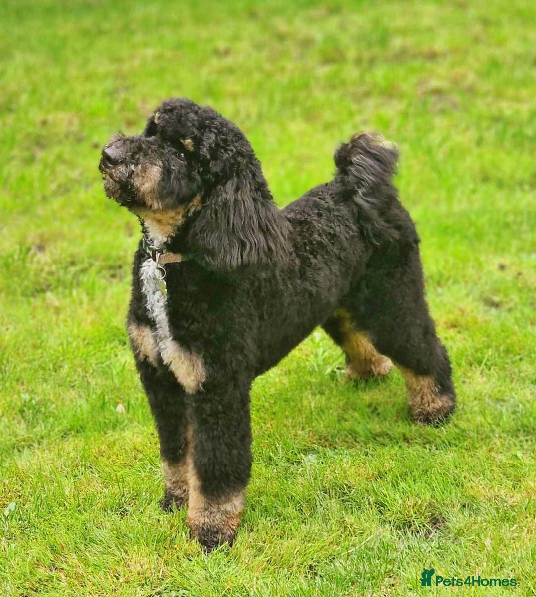Miniature Poodle dogs for stud: KC Registered Miniature Poodle in Wrexham - Image 1