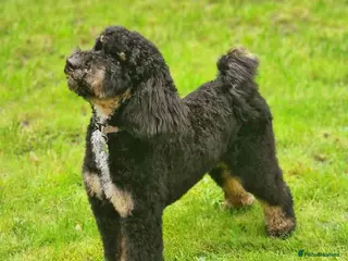 Miniature Poodle dogs KC Registered Miniature Poodle in Wrexham - Advert 3