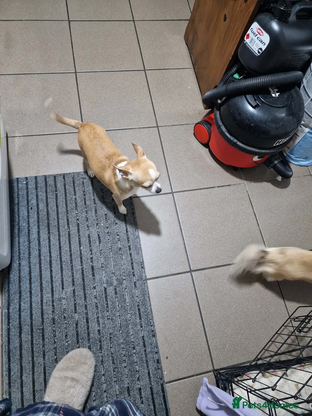 Chihuahua dogs for sale: Chihuahua boy puppy long hair - Advert 5