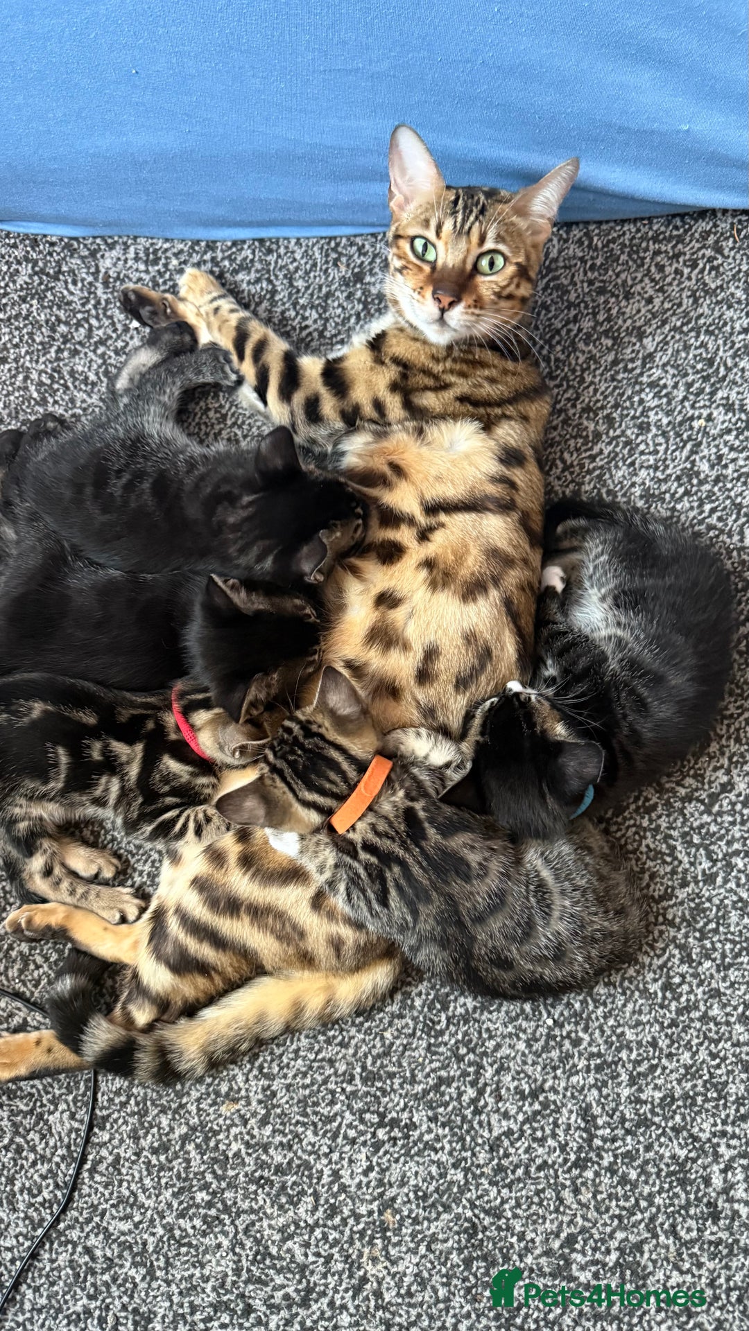 Mixed Breed cats for sale: Male kitten - Advert 1