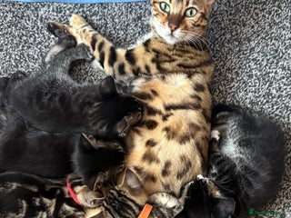 Mixed Breed cats Male kitten - Advert 1