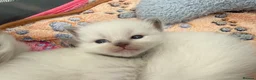 Ragdoll cats for sale: Beautiful fluffy chunky Ragdoll kittens - Advert 4