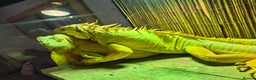 Iguana reptiles for sale: Iguana Albino for sale. A pair Male and Female - Advert 4
