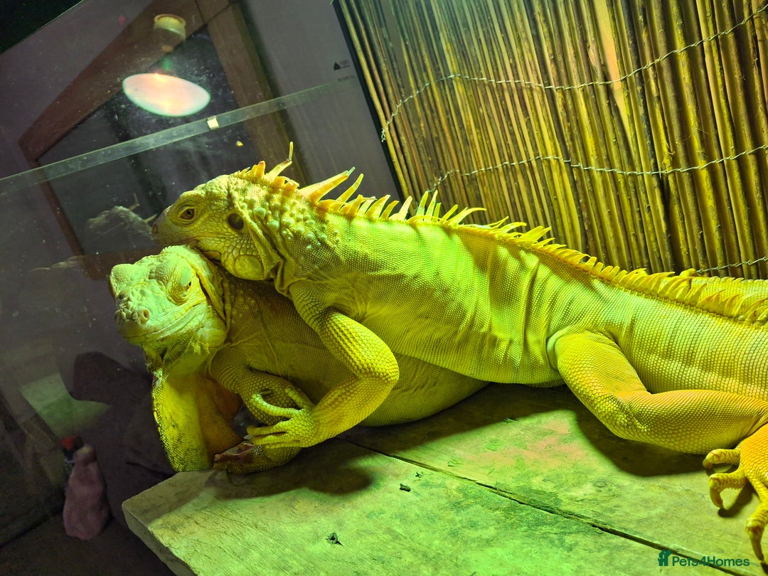 Iguana reptiles for sale: Iguana Albino for sale. A pair Male and Female - Advert 4