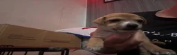Jack Russell dogs for sale: Jack russel puppies to reserve - Advert 5