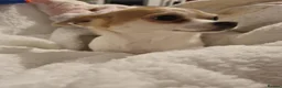 Chihuahua dogs for sale: Chihuahua - Advert 19