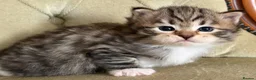 Siberian cats for sale: Classic Siberian GCCF Paris - Advert 6