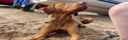 Hungarian Vizsla dogs for stud: Proven KC Registered Hungarian Vizsla in Reading - Advert 9