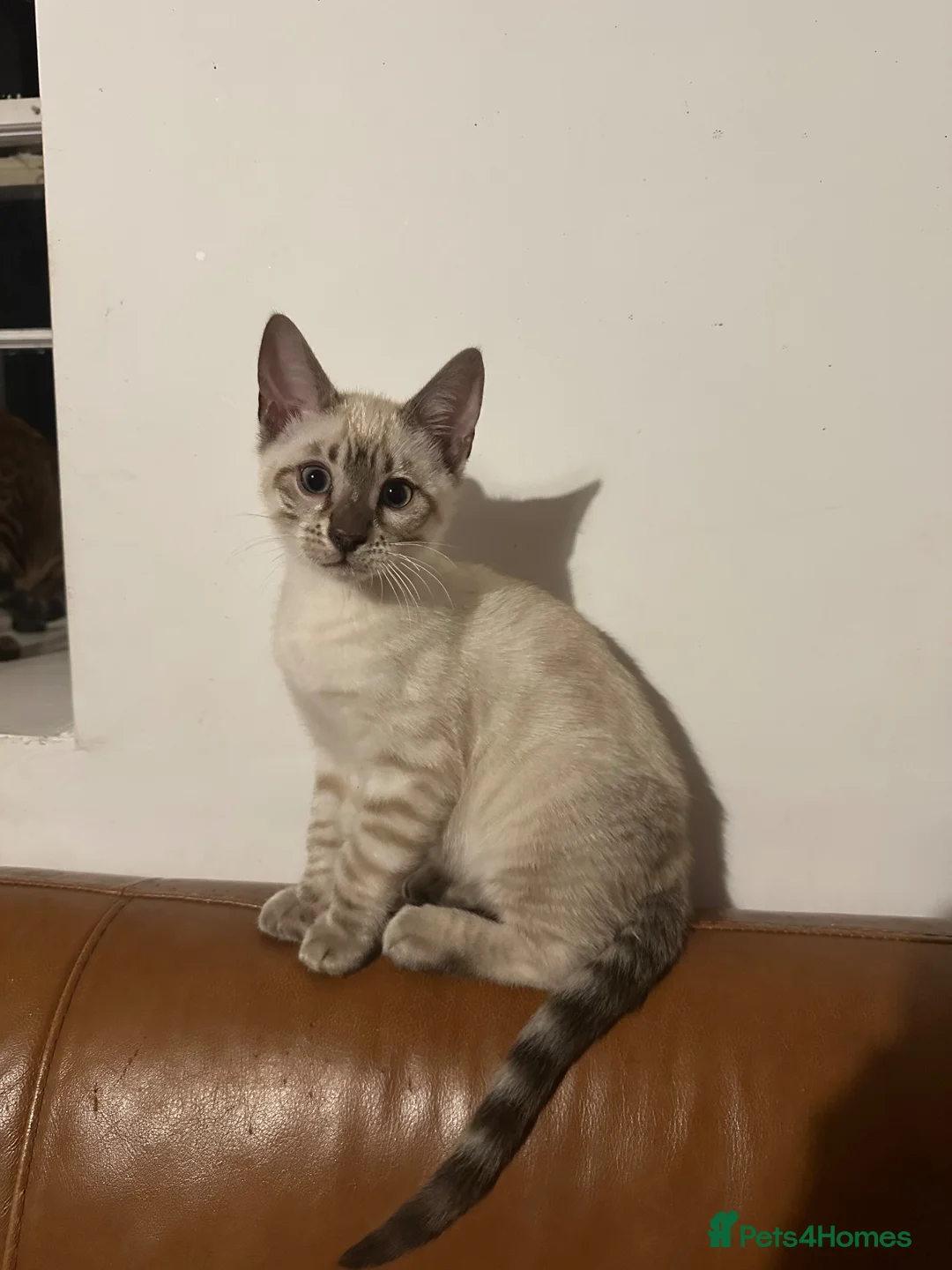 Bengal cats for sale: Bengal kittens  - Advert 1