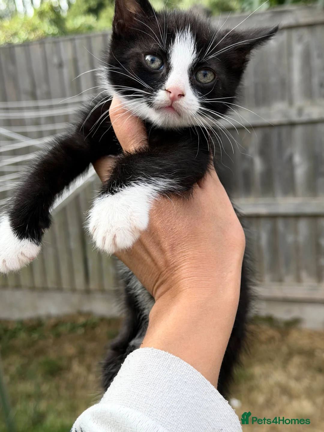 American Shorthair cats for sale: Cute kittens  - Advert 2