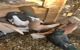 Pigeons birds for sale: All Piegons must go - Image 2