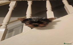 Yorkshire Terrier dogs for sale: Yorkie puppies  - Image 5