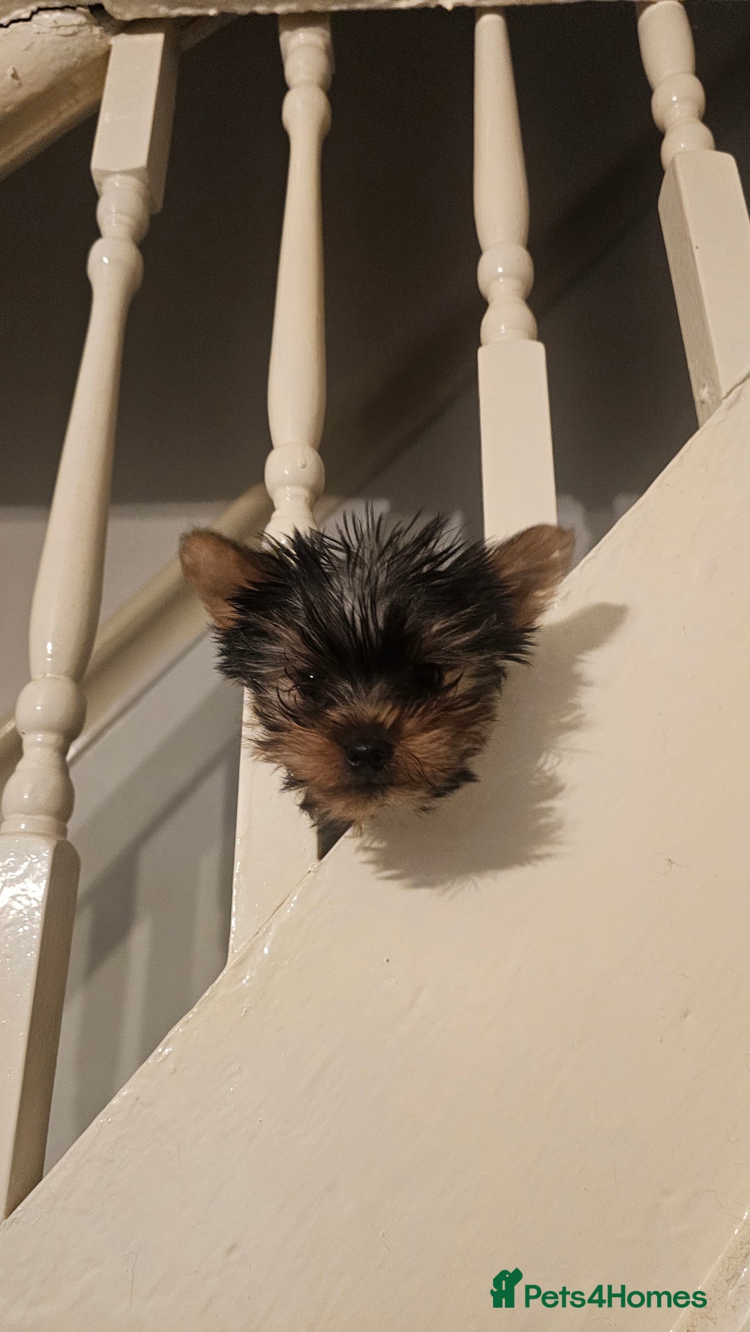 Yorkshire Terrier dogs for sale: Yorkie puppies  - Image 5