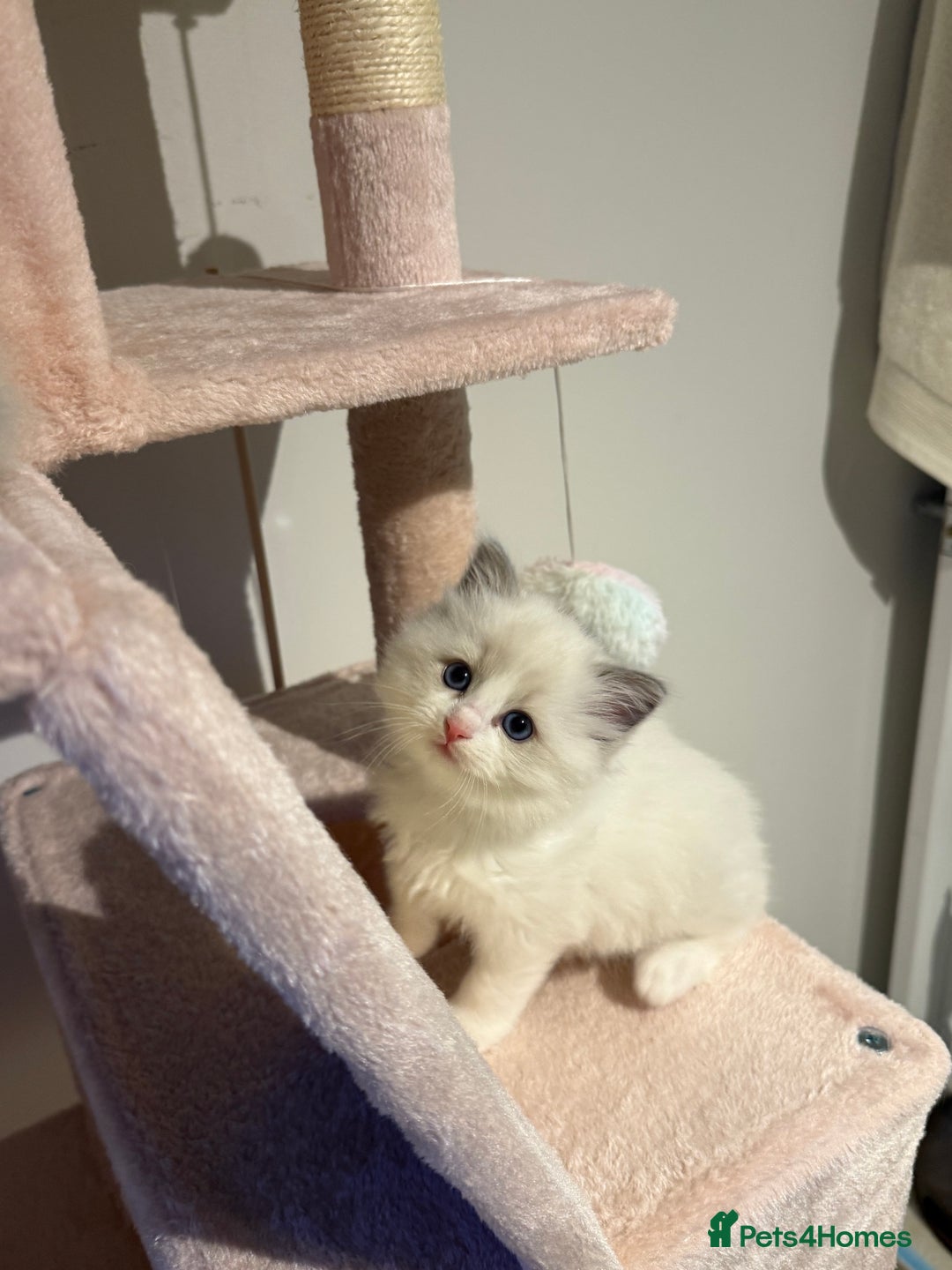Ragdoll cats for sale: Purebred Ragdolls – Ready to Reserve Now 🍼 - Advert 18