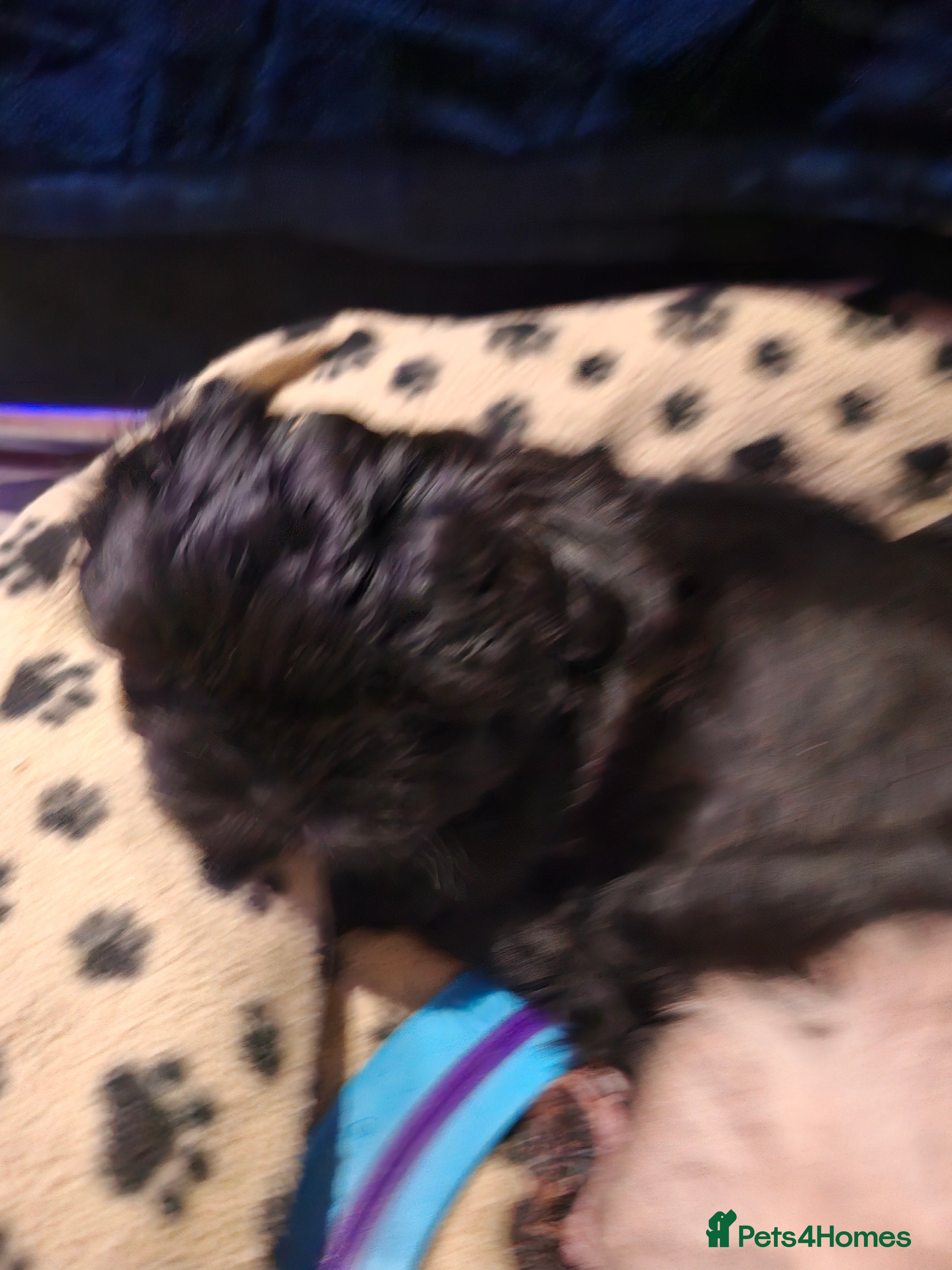 Shih Tzu dogs Shih tzu - Advert 3