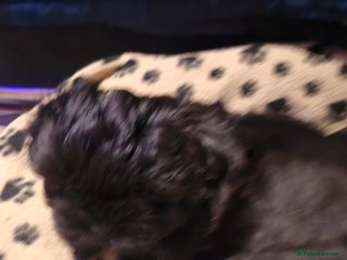 Shih Tzu dogs Shih tzu - Advert 2