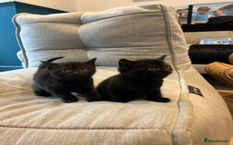 British Shorthair cats for sale: Mixed Breed British Shorthair 🐾 £300 - Image 11