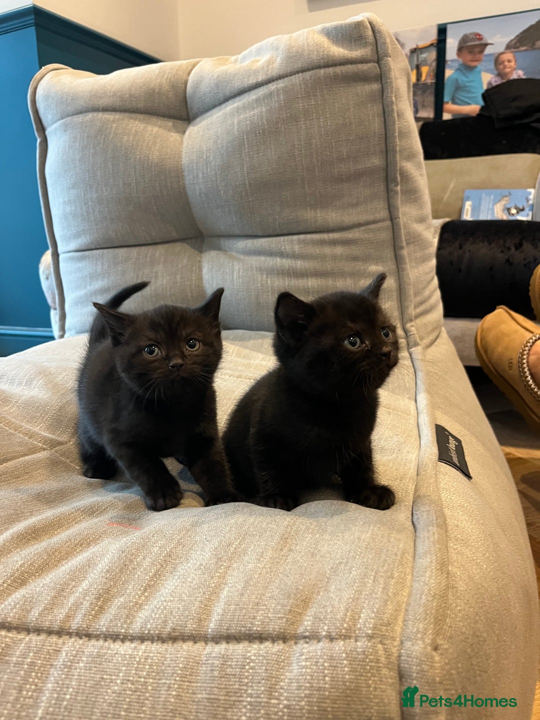 British Shorthair cats for sale: Mixed Breed British Shorthair 🐾 £300 - Image 11