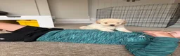 Poochon dogs for sale: Outstanding F1 health tested puppies - Advert 6