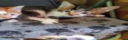 Mixed Breed cats for sale: Beautiful kittens looking for forever homes  - Advert 35