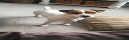 Jack Russell dogs for stud: Jack Russell Terrier proven stud dog  in Kettering - Advert 2