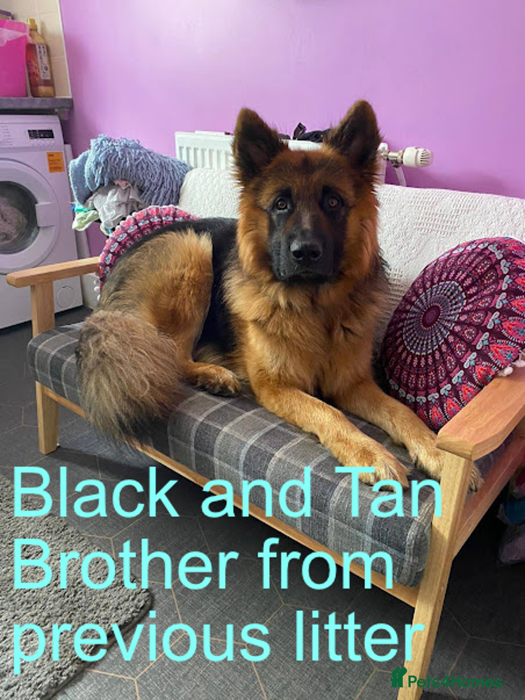 German Shepherd dogs for sale: Beautiful Chunky German Shepherd Puppies - Image 16