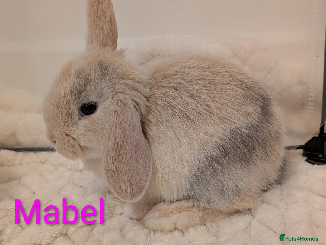 Mini Lop rabbits for sale: Beautiful family of bunnies.  - Advert 2