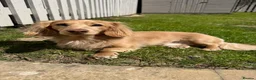 Miniature Dachshund dogs for stud: Long Haired Miniature Dachshund Stud in Eastbourne - Advert 1