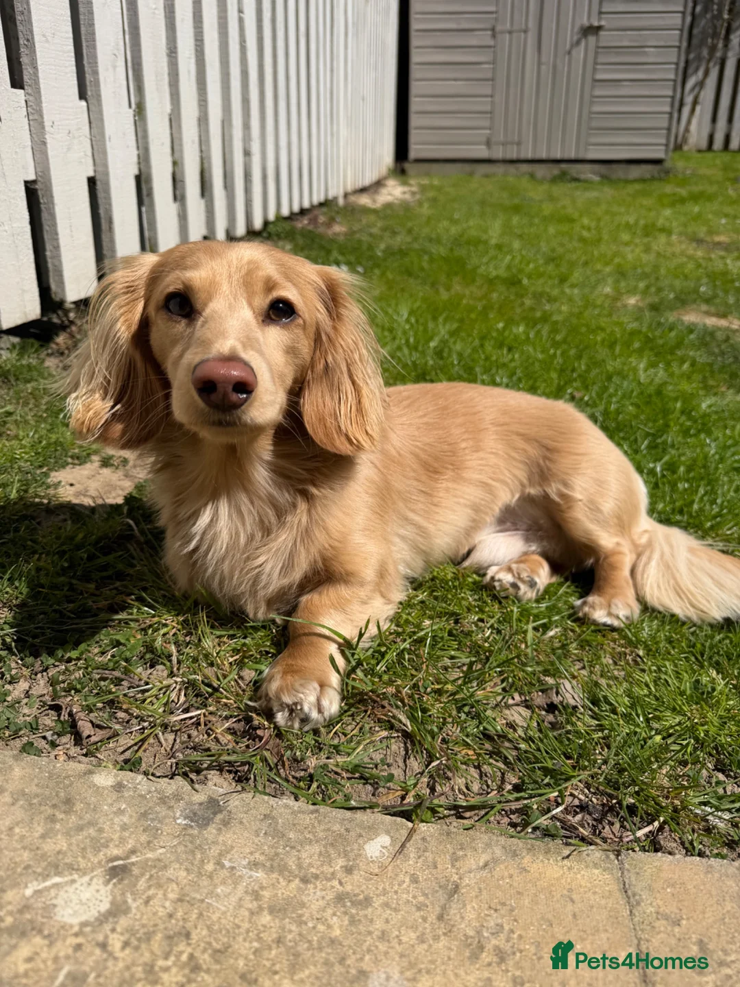 Miniature Dachshund dogs for stud: Long Haired Miniature Dachshund Stud in Eastbourne - Advert 1