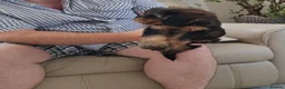 Cavapoo dogs for sale: ADORABLE DNA TESTED TOY CAVAPOO PUPPY'S  - Advert 16