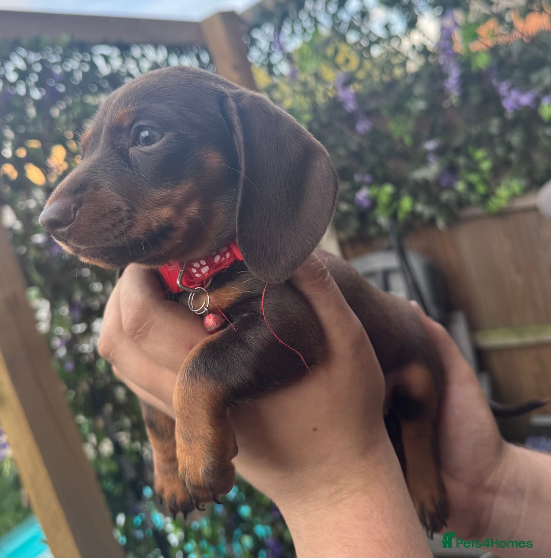 Miniature Dachshund dogs for sale: stunning KC miniature dachshunds  - Image 11