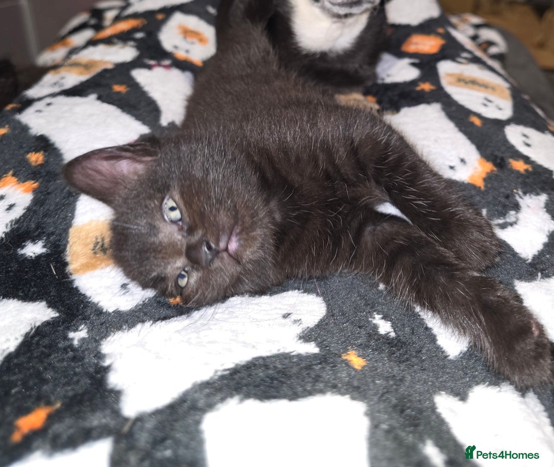 Mixed Breed cats for sale: Last Female Kitten From the Litter - Advert 3