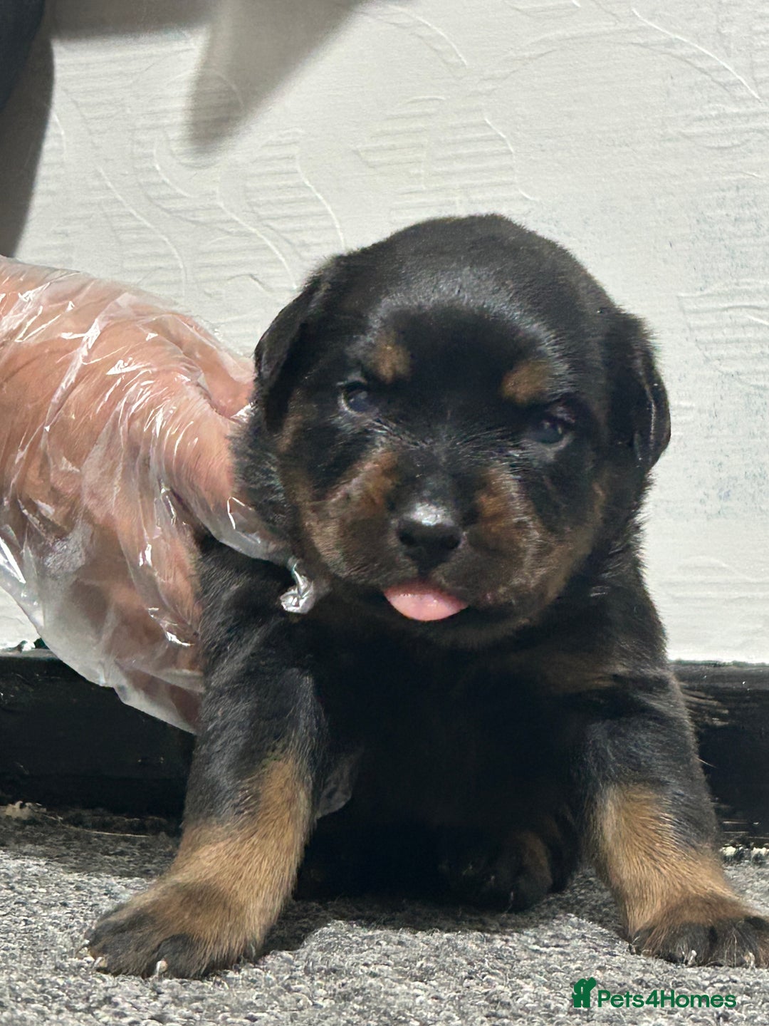Rottweiler dogs for sale: Top Quality KC Reg Rottweiler Puppies for sale - Advert 3