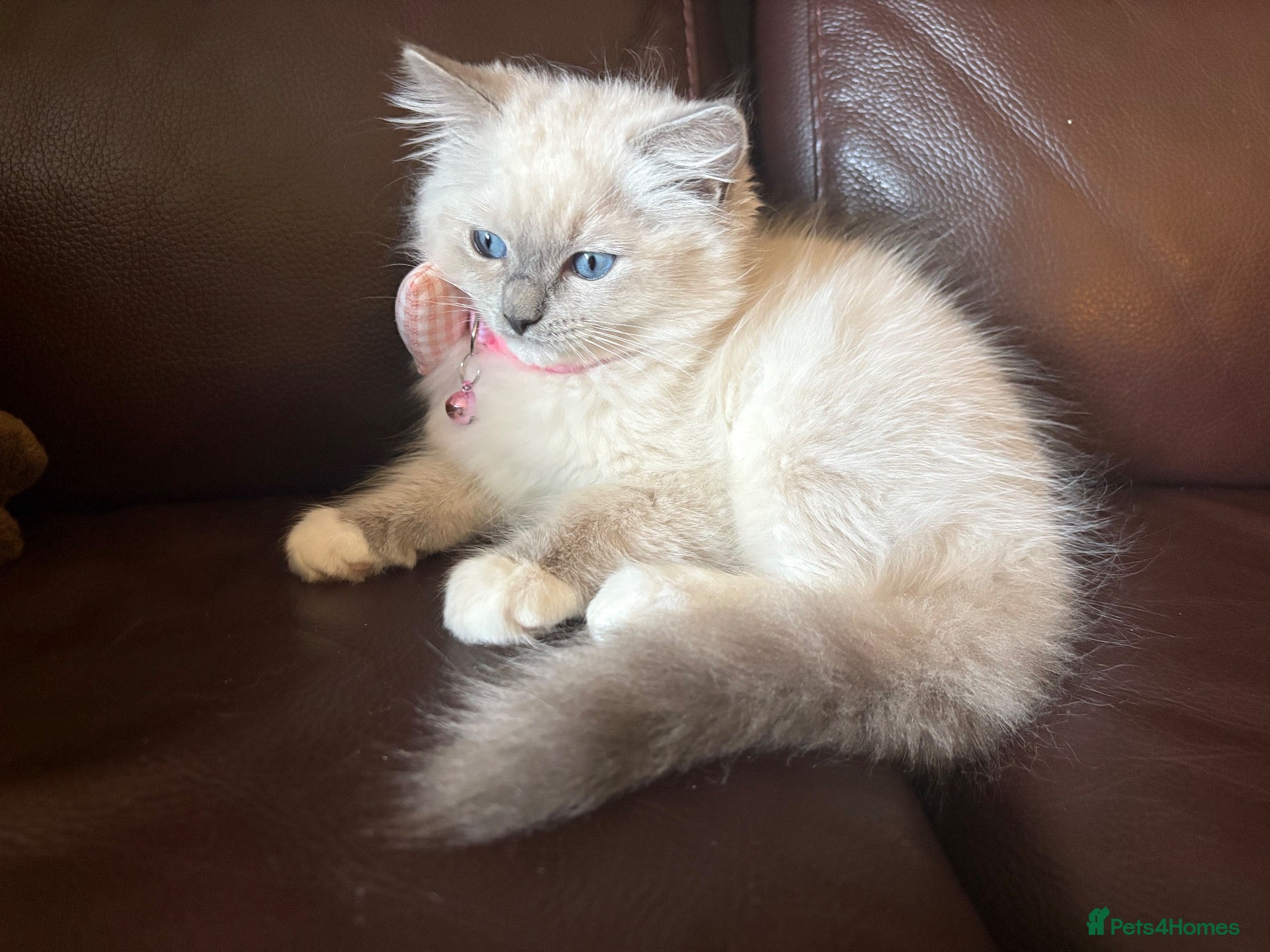 Ragdoll cats Beautiful Lilac Mitted Colourpoint Ragdoll Kittens - Advert 13
